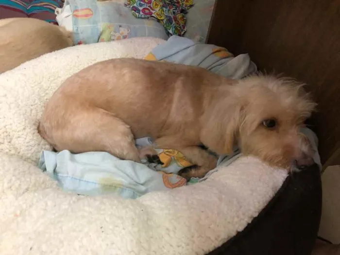 Cachorro ra a Mix poodle idade  nome Flor