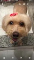 Flor