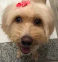 Flor