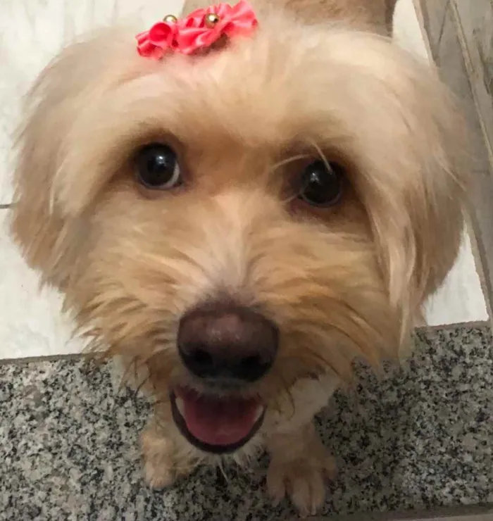 Cachorro ra a Mix poodle idade  nome Flor