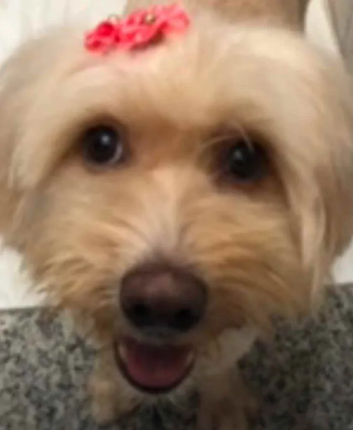 Cachorro ra a Mix poodle idade  nome Flor