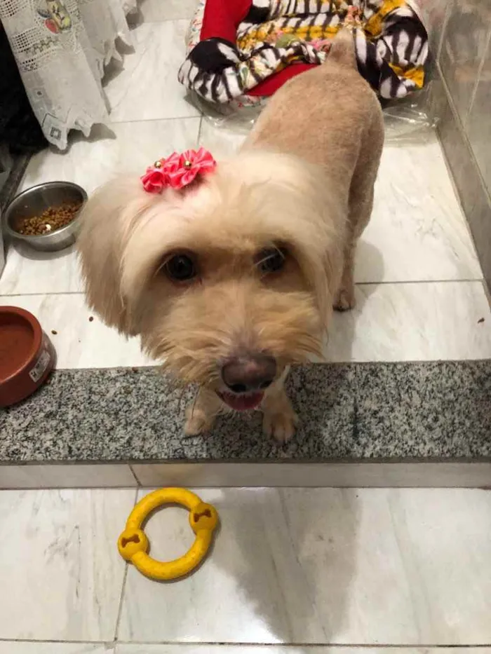 Cachorro ra a Mix poodle idade  nome Flor