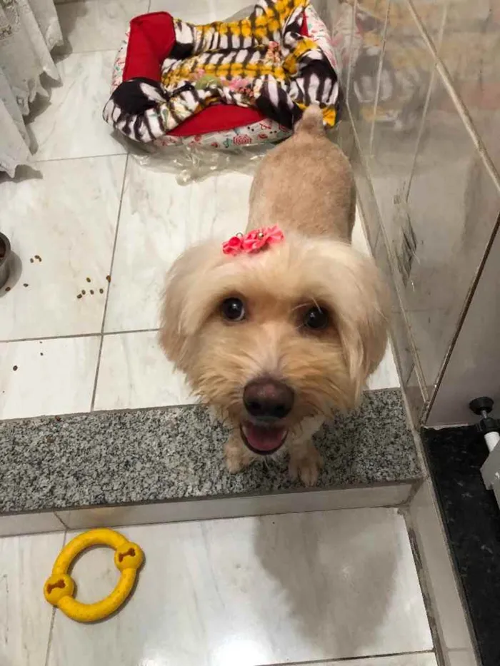 Cachorro ra a Mix poodle idade  nome Flor