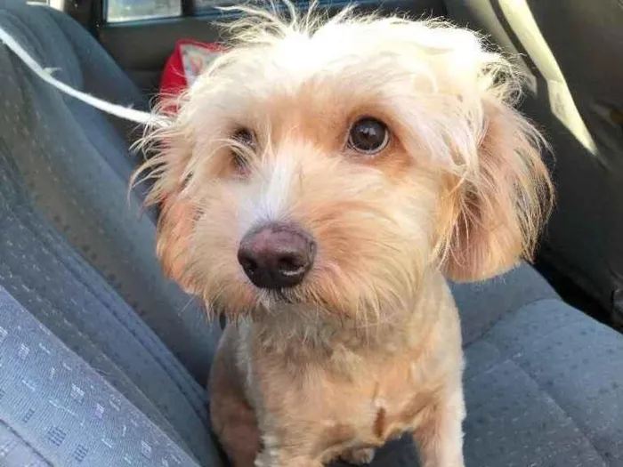 Cachorro ra a Mix poodle idade  nome Flor