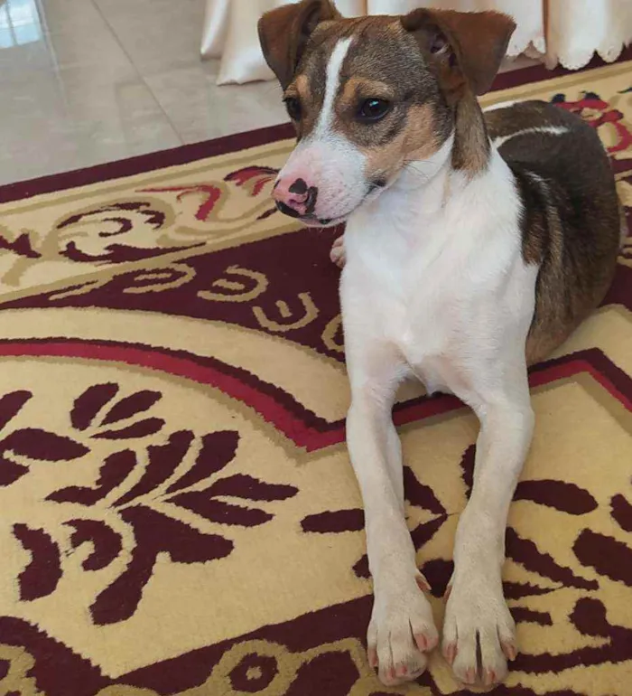 Cachorro ra a SRD idade 7 a 11 meses nome TODY