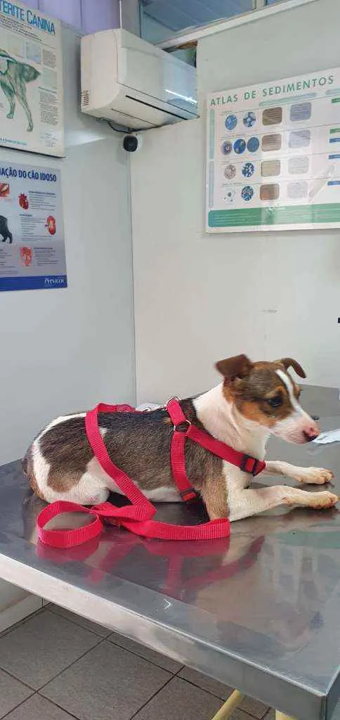 Cachorro ra a SRD idade 7 a 11 meses nome TODY