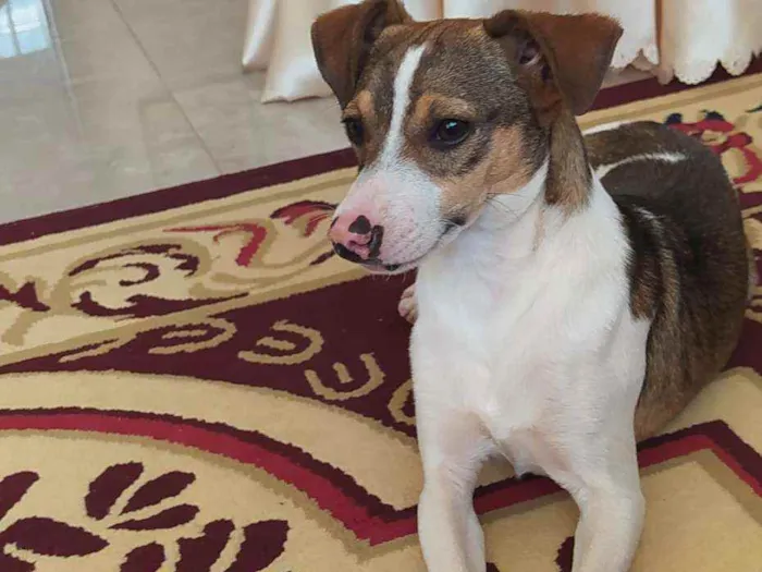 Cachorro ra a SRD idade 7 a 11 meses nome TODY