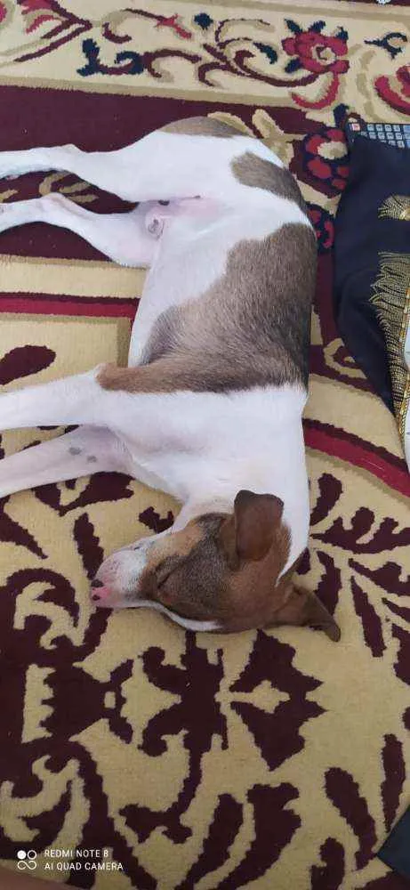 Cachorro ra a SRD idade 7 a 11 meses nome TODY