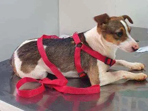 Cachorro ra a SRD idade 7 a 11 meses nome TODY