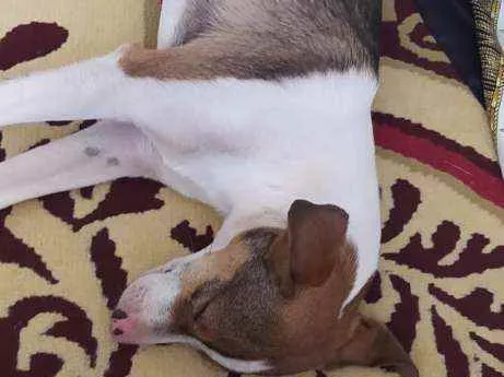 Cachorro ra a SRD idade 7 a 11 meses nome TODY