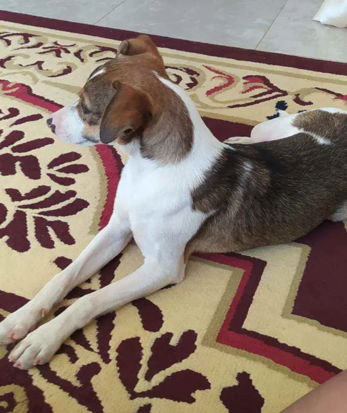 Cachorro ra a SRD idade 7 a 11 meses nome TODY