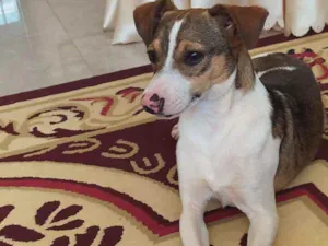 Cachorro raça SRD idade 7 a 11 meses nome TODY