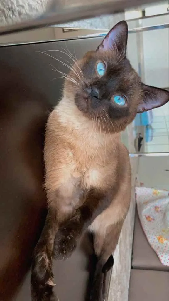 Gato ra a Siamês  idade 2 anos nome Miuxo