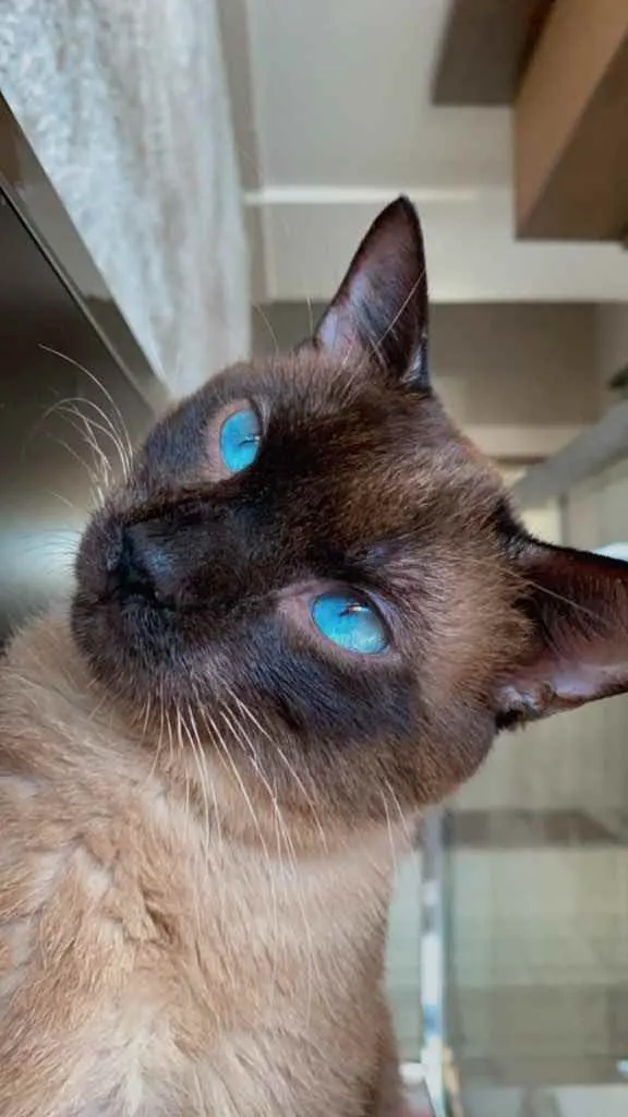 Gato ra a Siamês  idade 2 anos nome Miuxo