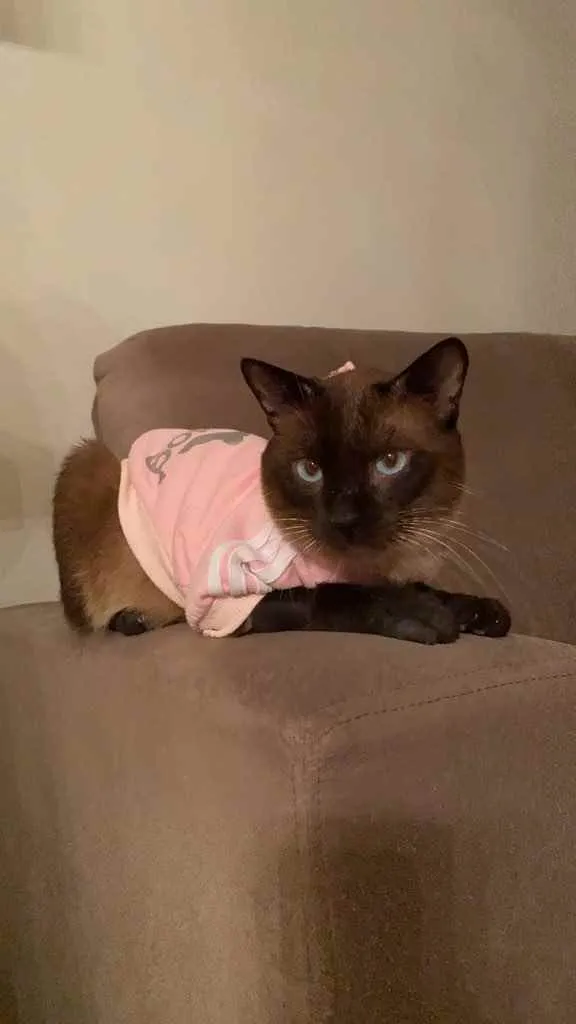 Gato ra a Siamês  idade 2 anos nome Miuxo