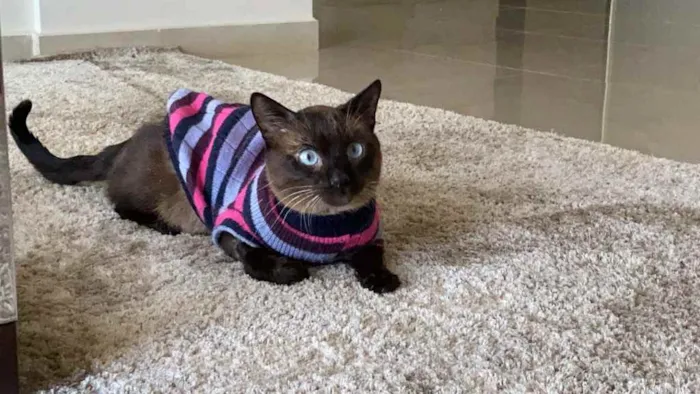 Gato ra a Siamês  idade 2 anos nome Miuxo