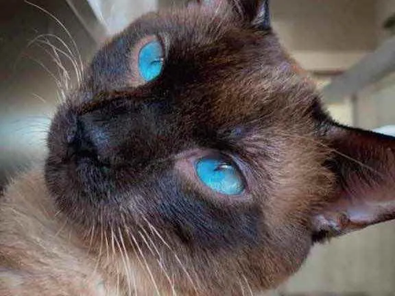 Gato ra a Siamês  idade 2 anos nome Miuxo