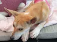 Kira