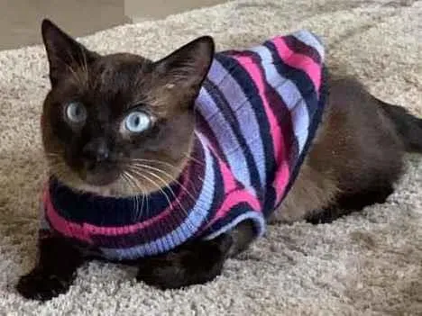 Gato ra a Siamês  idade 2 anos nome Miuxo