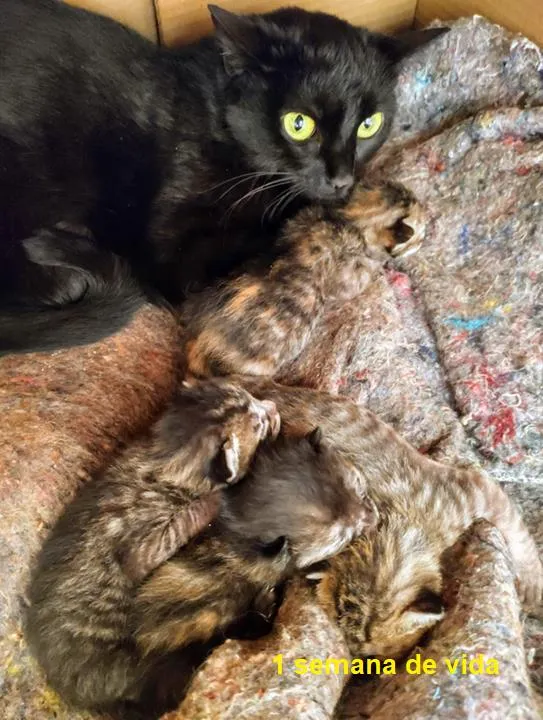 Gato raça SRD-ViraLata idade Abaixo de 2 meses nome Sem Nome