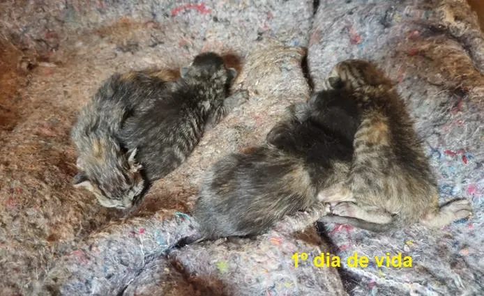 Gato raça SRD-ViraLata idade Abaixo de 2 meses nome Sem Nome