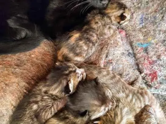 Gato raça SRD-ViraLata idade Abaixo de 2 meses nome Sem Nome