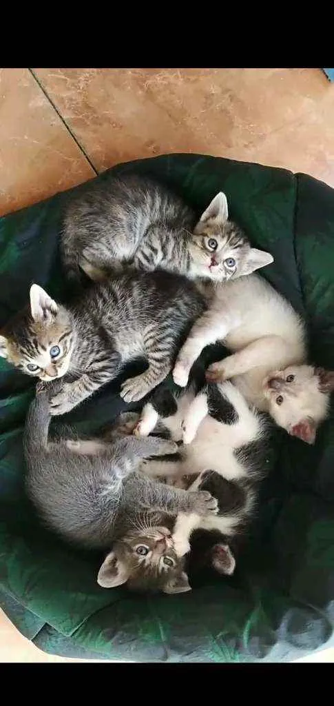 Gato raça Pedigree idade Abaixo de 2 meses nome ****