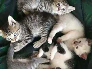 Gato raça Pedigree idade Abaixo de 2 meses nome ****