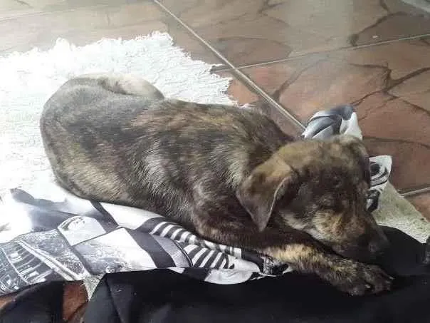 Cachorro ra a SRD-ViraLata idade 2 a 6 meses nome sem nome