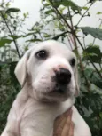 Cachorro raça SRD  idade Abaixo de 2 meses nome Sem Nome