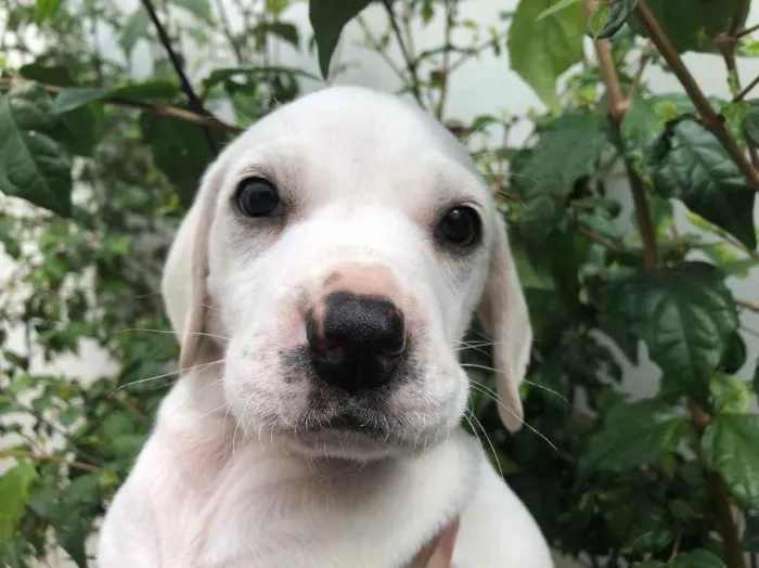 Cachorro raça SRD  idade Abaixo de 2 meses nome Sem Nome