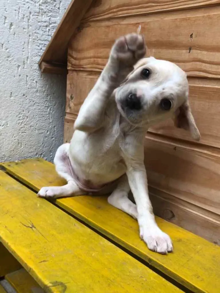Cachorro raça SRD idade Abaixo de 2 meses nome Sem nome