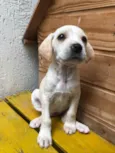 Cachorro raça SRD idade Abaixo de 2 meses nome Sem nome