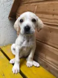 Cachorro raça SRD idade Abaixo de 2 meses nome Sem nome