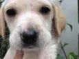 Cachorro raça SRD idade Abaixo de 2 meses nome Sem nome