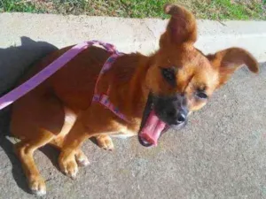 Cachorro raça Vira lata idade 1 ano nome Judite