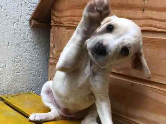 Cachorro raça SRD idade Abaixo de 2 meses nome Sem nome