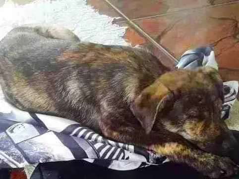 Cachorro ra a SRD-ViraLata idade 2 a 6 meses nome sem nome