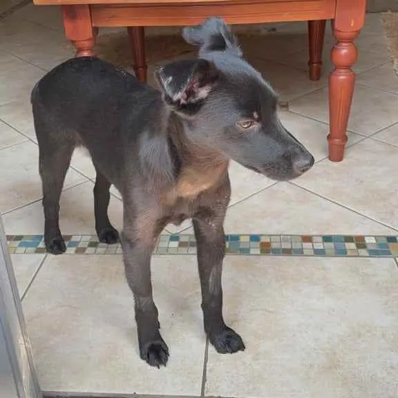 Cachorro raça SRD idade 1 ano nome Rosinha