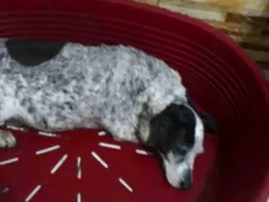 Cachorro raça SRD-ViraLata idade 6 ou mais anos nome Bigola