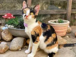 Gato raça desconhecida idade 7 a 11 meses nome sem nome