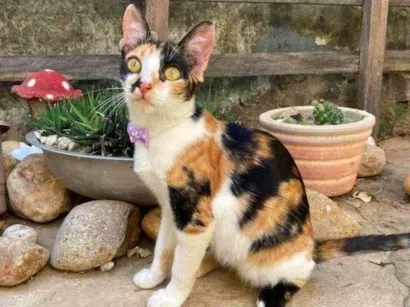 Gato raça desconhecida idade 7 a 11 meses nome sem nome