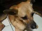 Cachorro raça SRD-ViraLata idade 4 anos nome Mila