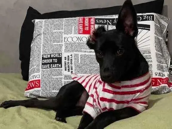 Cachorro raça SRD idade 1 ano nome Rosinha