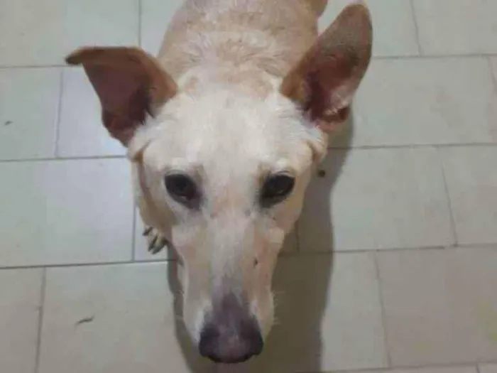 Cachorro ra a SRD-ViraLata idade 3 anos nome Pepito