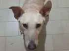 Cachorro raça SRD-ViraLata idade 3 anos nome Pepito