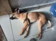 Fofo