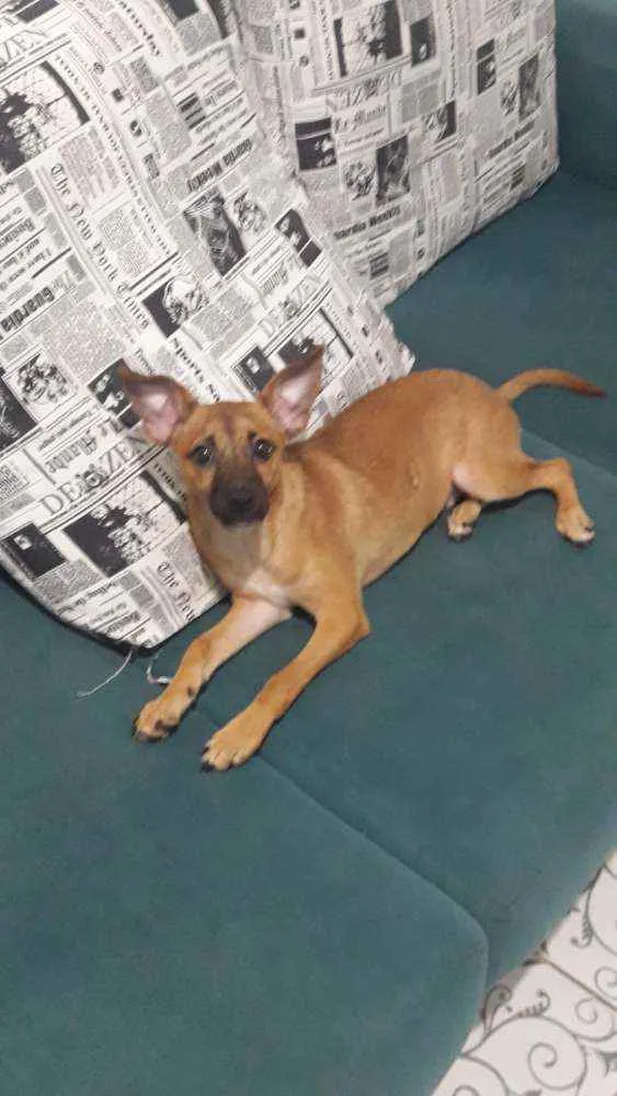 Cachorro ra a Cachorro Pinscher com viralata idade 2 a 6 meses nome Fofo