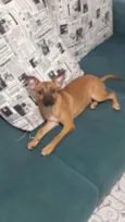 Fofo