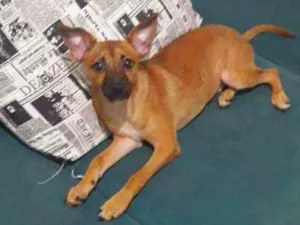 Cachorro raça Cachorro Pinscher com viralata idade 2 a 6 meses nome Fofo